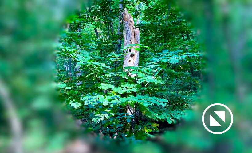 Tour de l'&Icirc;le des Soeurs